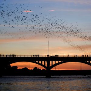 Congress Avenue Bridge